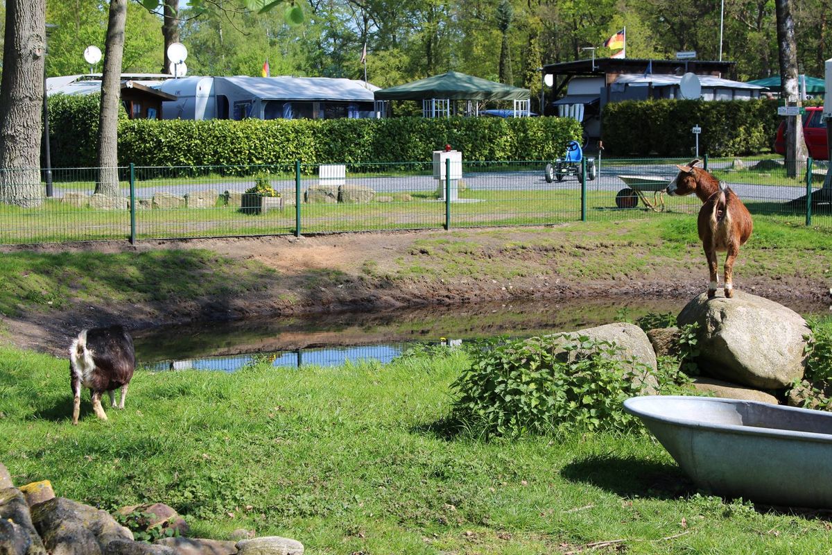 gaskocher camping kartusche Bivouac | CV-Kartuschenkocher | Campingkocher