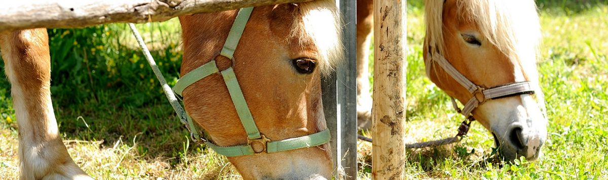 Agricamping with horses