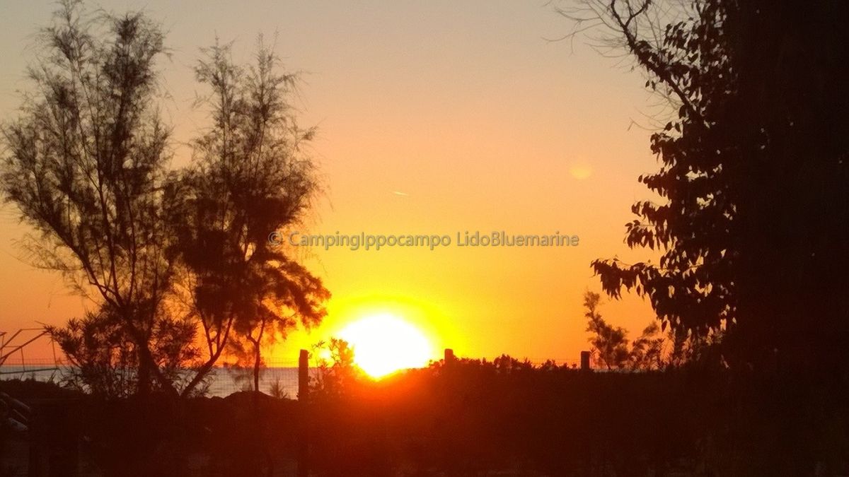 Camping Internazionale Ippocampo