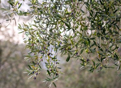 Assapora la Liguria al Camping delle Rose: il gusto autentico della natura